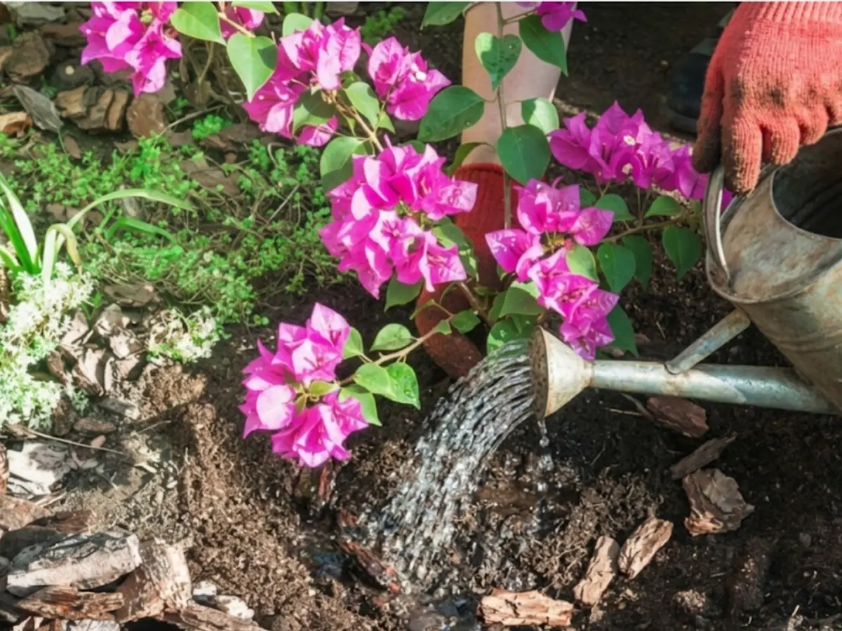 Growing Bougainvillea