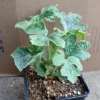 Watermelon Live Plants - 2 Plants in 6 Inch Pot - Outdoor Fruit Plant - Image 1