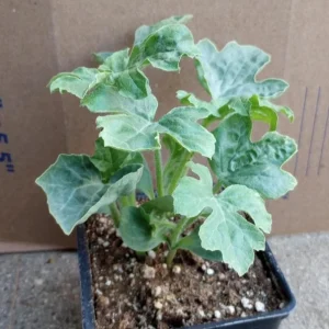 Watermelon Live Plants - 2 Plants in 6 Inch Pot - Outdoor Fruit Plant - Image 1