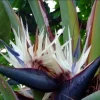 White Bird of Paradise Live Plant - Strelitzia Reginae - Potted, 12+ Inches Tall, Outdoor Tropical - Image 1