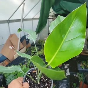 White Bird of Paradise Live Plant - Strelitzia Reginae - Potted, 12+ Inches Tall, Outdoor Tropical - Image 2