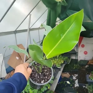 White Bird of Paradise Live Plant - Strelitzia Reginae - Potted, 12+ Inches Tall, Outdoor Tropical - Image 3