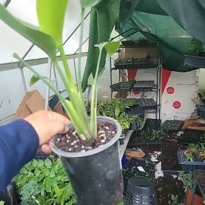 White Bird of Paradise Live Plant - Strelitzia Reginae - Potted, 12+ Inches Tall, Outdoor Tropical - Image 4