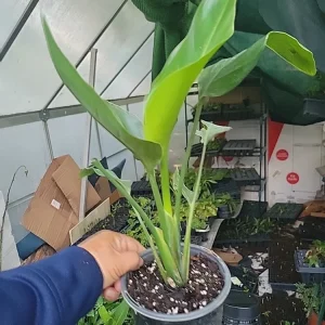 White Bird of Paradise Live Plant - Strelitzia Reginae - Potted, 12+ Inches Tall, Outdoor Tropical - Image 5