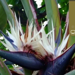 White Bird of Paradise Live Plant - Strelitzia Reginae - Potted, 12+ Inches Tall, Outdoor Tropical - Image 6