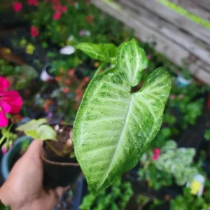 White Butterfly Syngonium Plant - Nephthytis - Live Potted Houseplant - 2.5