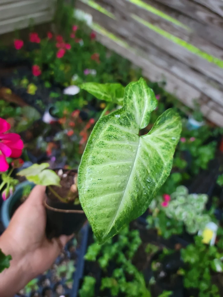 White Butterfly Syngonium Plant - Nephthytis - Live Potted Houseplant - 2.5" Pot - Image 2