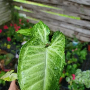 White Butterfly Syngonium Plant - Nephthytis - Live Potted Houseplant - 2.5