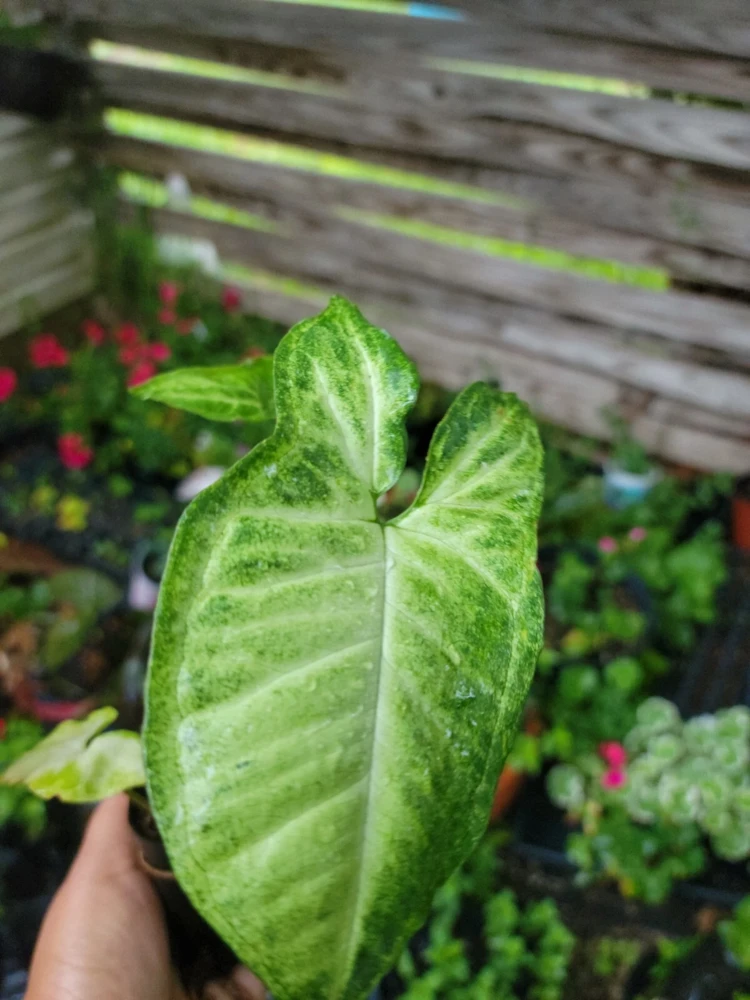 White Butterfly Syngonium Plant - Nephthytis - Live Potted Houseplant - 2.5" Pot - Image 3