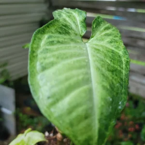 White Butterfly Syngonium Plant - Nephthytis - Live Potted Houseplant - 2.5