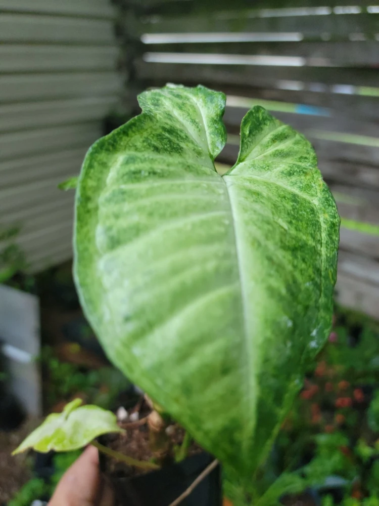 White Butterfly Syngonium Plant - Nephthytis - Live Potted Houseplant - 2.5" Pot - Image 4