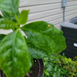 White Butterfly Syngonium Plant - Nephthytis - Live Potted Houseplant - 2.5