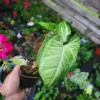 White Butterfly Syngonium Plant - Nephthytis - Live Potted Houseplant - 2.5" Pot - Image 1