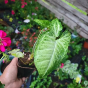 White Butterfly Syngonium Plant - Nephthytis - Live Potted Houseplant - 2.5