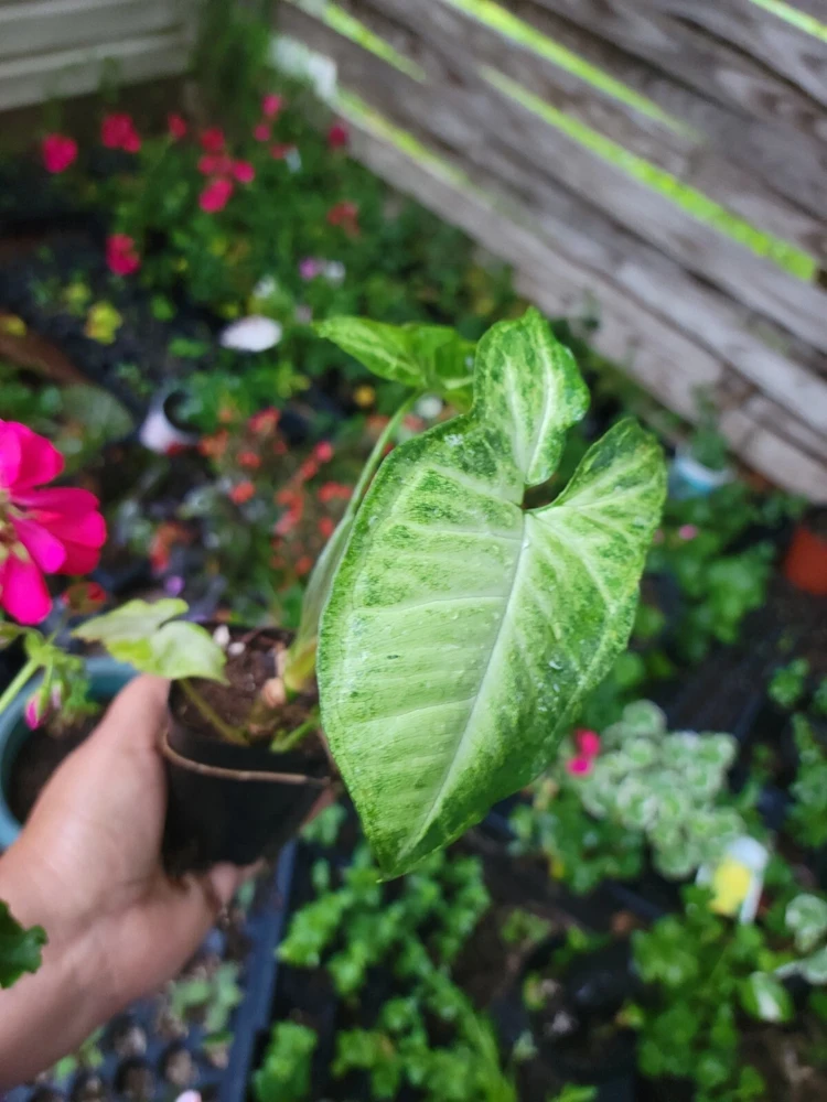 White Butterfly Syngonium Plant - Nephthytis - Live Potted Houseplant - 2.5" Pot - Image 1
