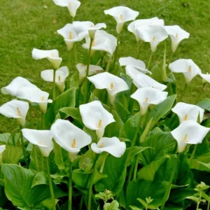 White Calla Lily Bulbs Zantedeschia Aethiopica - 5 Live 2 inch Flower Bulbs - Image 2