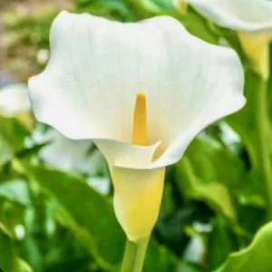 White Calla Lily Bulbs Zantedeschia Aethiopica - 5 Live 2 inch Flower Bulbs - Image 1