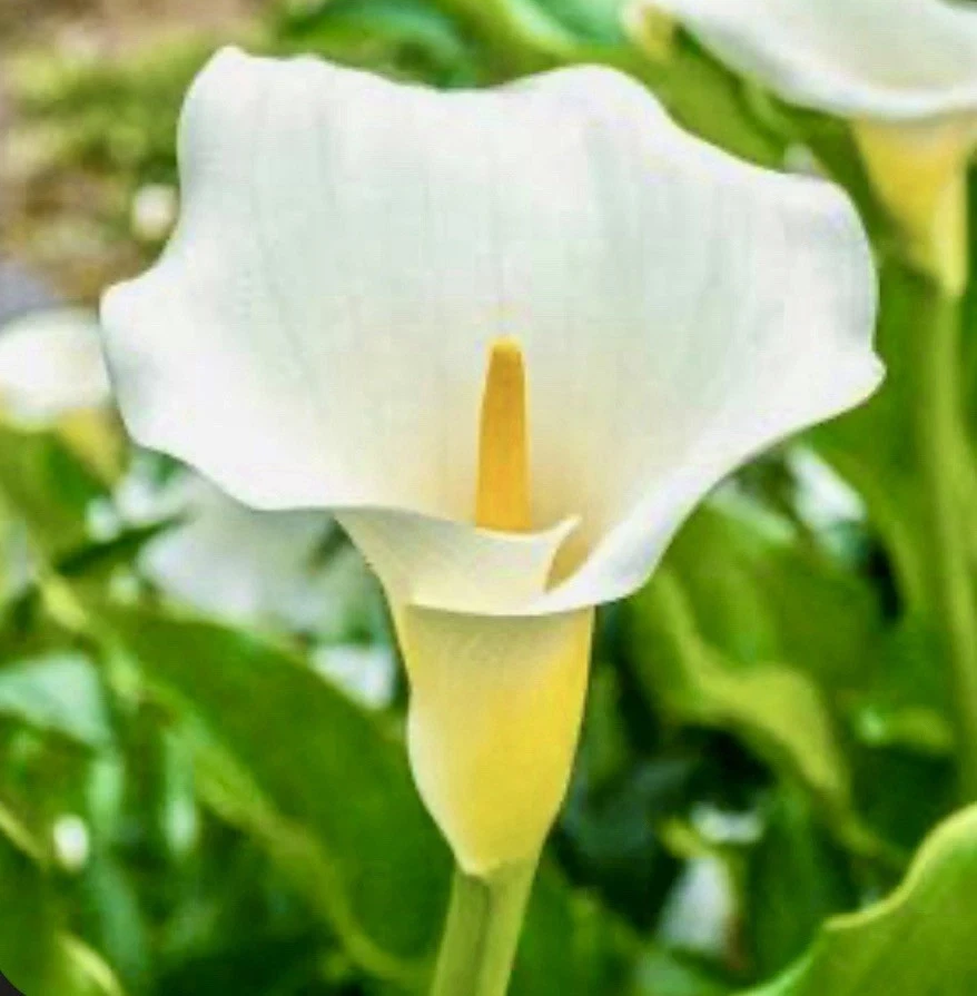 White Calla Lily Bulbs Zantedeschia Aethiopica - 5 Live 2 inch Flower Bulbs - Image 1