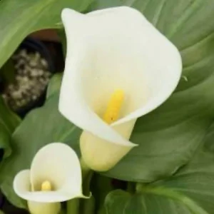 White Calla Lily Bulbs Zantedeschia Aethiopica - 5 Live 2 inch Flower Bulbs - Image 3