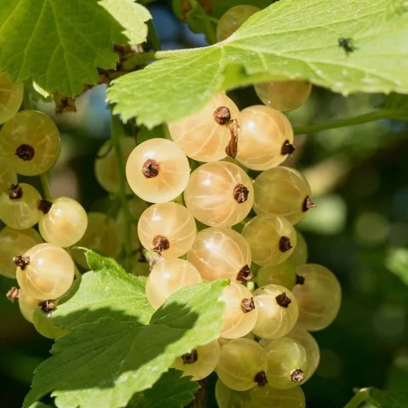 White Currant Live Plant - Cold Hardy Fruiting Shrub, 6-12" Tall, Outdoor - Image 7