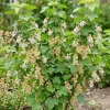 White Currant Live Plant - Cold Hardy Fruiting Shrub, 6-12" Tall, Outdoor - Image 1