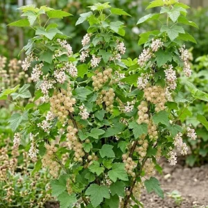 White Currant Live Plant - Cold Hardy Fruiting Shrub, 6-12