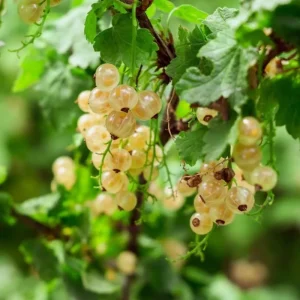 White Currant Live Plant - Cold Hardy Shrub - 6-12