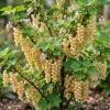White Currant Live Plant - Cold Hardy Shrub - 6-12" Tall - Zone 3-8 - Image 1