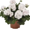 White Geranium Ivy 'Great Balls of Fire' Live Plant Plug, 2 Inch Pot - Image 1