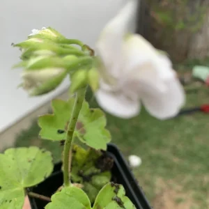 White Geranium Ivy 'Great Balls of Fire' Live Plant Plug, 2 Inch Pot - Image 2