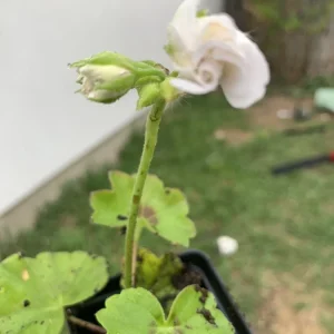 White Geranium Ivy 'Great Balls of Fire' Live Plant Plug, 2 Inch Pot - Image 3