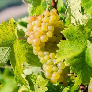 White Grape Vine Live Plant, Sweet Grapevine, Bare Root 6-12