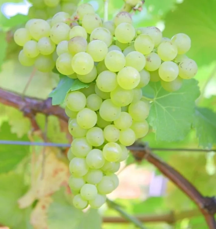White Grape Vine Live Plant, Sweet Grapevine, Bare Root 6-12" Tall, Zone 5-9 - Image 4