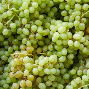 White Grape Vine Live Plant, Sweet Grapevine, Bare Root 6-12