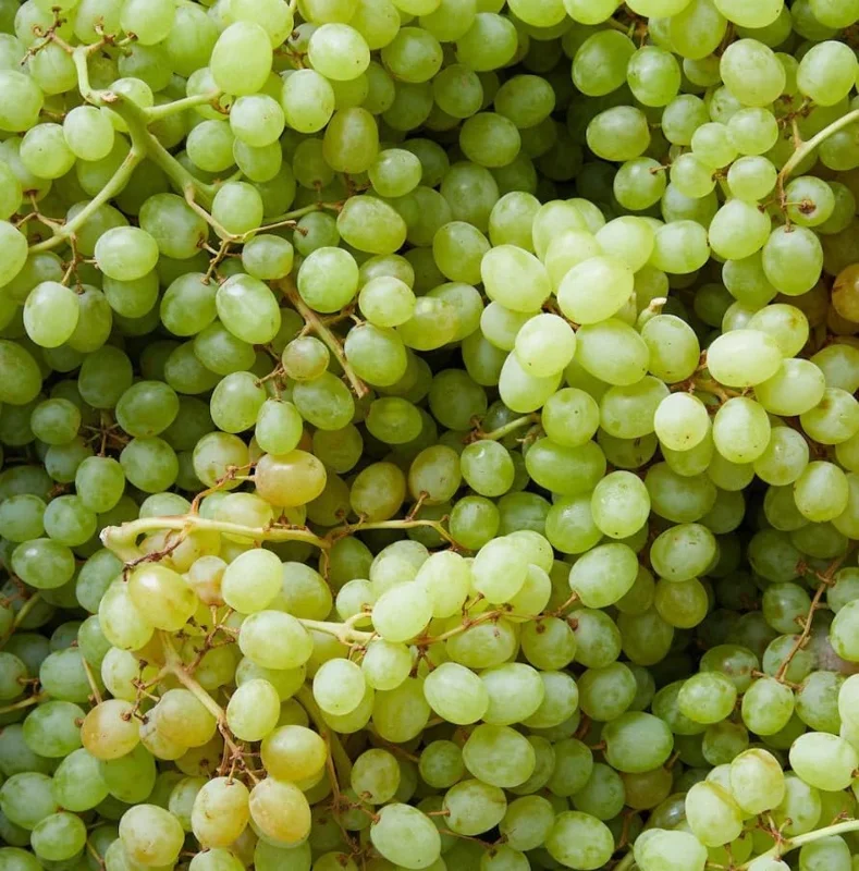 White Grape Vine Live Plant, Sweet Grapevine, Bare Root 6-12" Tall, Zone 5-9 - Image 6