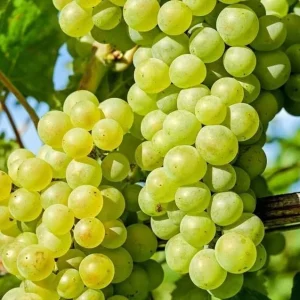 White Grape Vine Live Plant, Sweet Grapevine, Bare Root 6-12