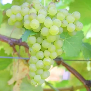 White Grape Vine Live Plant - Sweet Grapevine, Dormant, 6-12