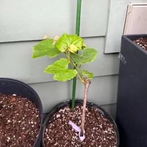 White Grape Vine Live Plant - Sweet Grapevine, Dormant, 6-12