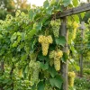 White Grape Vine Live Plant - Sweet Grapevine, Dormant, 6-12" Tall, USDA Zones 5-9 - Image 1