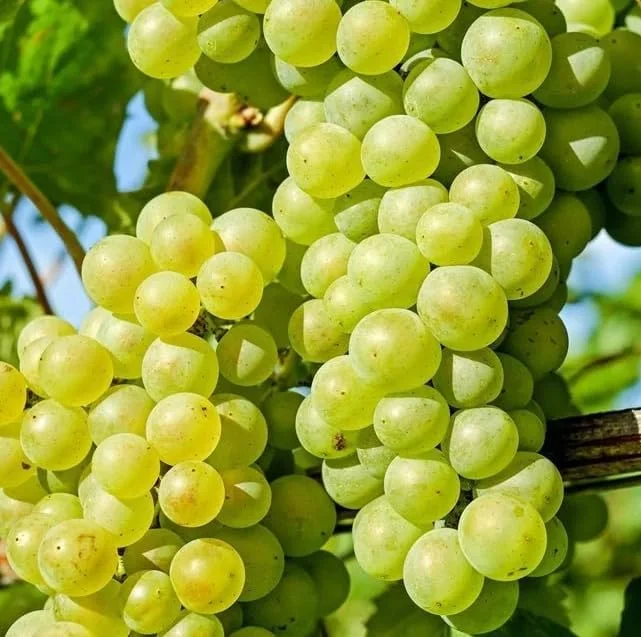 White Grape Vine Live Plant - Sweet Grapevine, Dormant, 6-12" Tall, USDA Zones 5-9 - Image 6