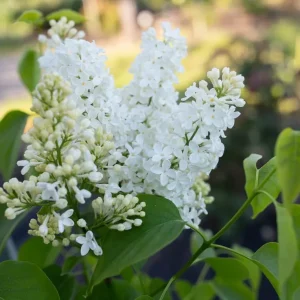 White Lilac Bush Live Plant - Fragrant White Blossoms, 4 Inch Pot, Outdoor Shrub - Image 3