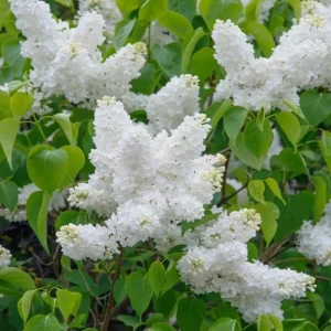 White Lilac Bush Live Plant - Fragrant White Blossoms, 4 Inch Pot, Outdoor Shrub - Image 6