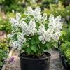 White Lilac Bush Live Plant - Fragrant White Blossoms, 4 Inch Pot, Outdoor Shrub - Image 1