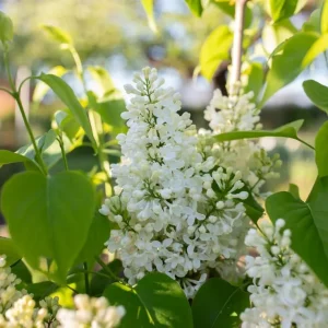 White Lilac Bush Live Plant – Fragrant White Flowers – 4 inch Pot – Outdoor Shrub - Image 2