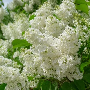 White Lilac Bush Live Plant – Fragrant White Flowers – 4 inch Pot – Outdoor Shrub - Image 7