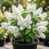 White Lilac Bush Live Plant – Fragrant White Flowers – 4 inch Pot – Outdoor Shrub - Image 1