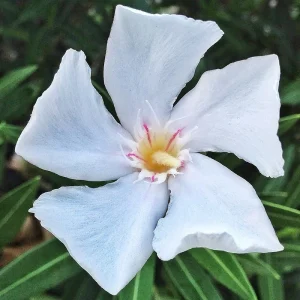 White Oleander Live Plant - 12" Rooted Flower Bush Shrub, Outdoor - Image 1