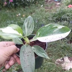 White Princess Philodendron Plant - Variegated Live Houseplant - Indoor/Outdoor - Image 2