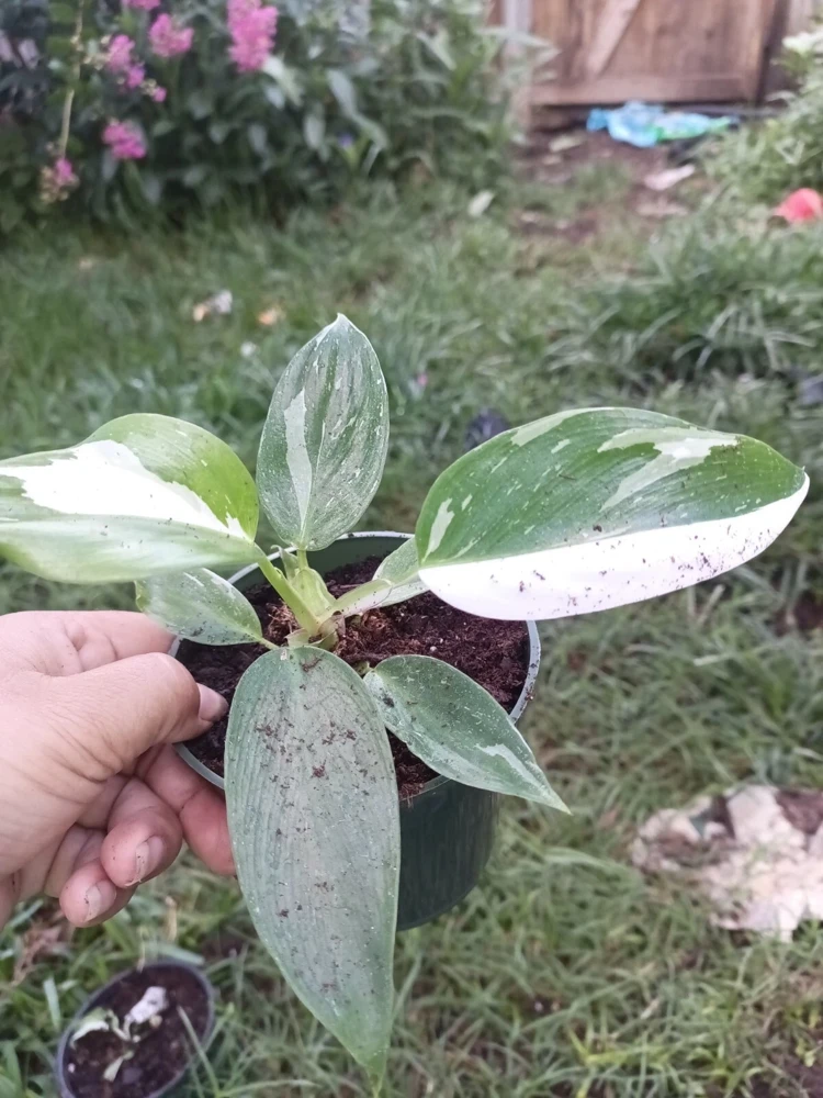 White Princess Philodendron Plant - Variegated Live Houseplant - Indoor/Outdoor - Image 2