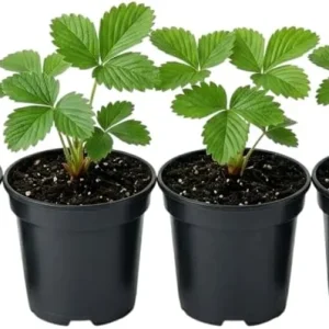 Wild Strawberry Live Plants - 4 Pack Fragaria Virginiana - Red Fruit, Winter Hardy, 3 Inch Pot, Outdoor - Image 2